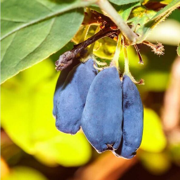 SAUSMEDIS KAMČIATKINIS 'ZOJKA' C5